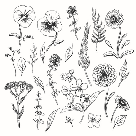 Floral set of hand drawn flowers and leavesのイラスト素材
