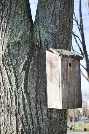 old and broken bird house, hanging from the bark of a tree, close upの写真素材