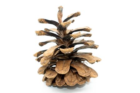 pine cone isolated on white background. organ on plants of the division Pinophyta (conifers) that contains the reproductive structures.Christmas decorationの写真素材