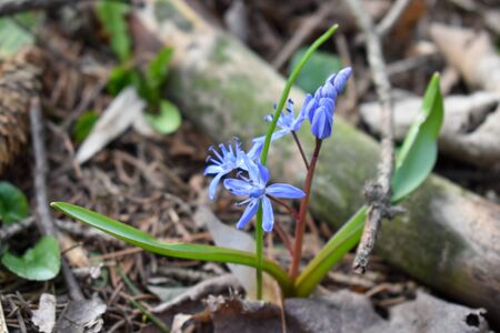 Closeup purple flowers on the ground.Viola odorata, Sweet Violet, English Violet, Common Violet, Garden Violet blooming in spring in wild meadow.の写真素材