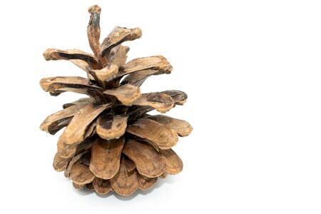 pine cone isolated on white background. organ on plants of the division Pinophyta (conifers) that contains the reproductive structures.Christmas decorationの写真素材