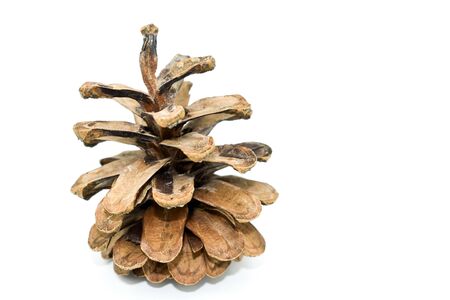 pine cone isolated on white background. organ on plants of the division Pinophyta (conifers) that contains the reproductive structures.Christmas decorationの写真素材