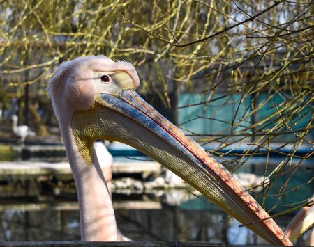 The portrait of a great white pelican (Pelecanus Onocrotalus) also known as the eastern white pelican. Rosy pelican and white pelican, is a large water birds from family Pelecanidaeの写真素材
