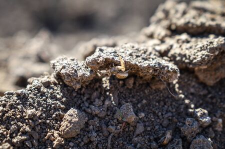 ground crab spider on the ground.Xysticus audax. selective focus.brown background. nature backgroundの写真素材