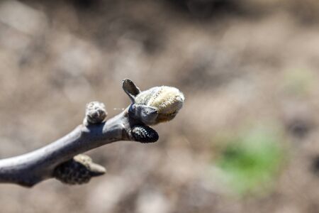 bud on walnut twig tree in spring season. selective focusの写真素材