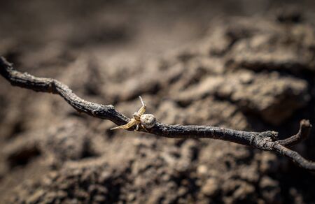 ground crab spider on a branch. Xysticus audax. selective focus. brown background.nature wallpaperの写真素材