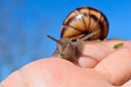 cornu aspersum, garden snail on hand in macro close-up blue blurred backgroundの写真素材