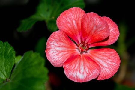 pink red bloosom bud on a green garden background. selective focus.の写真素材