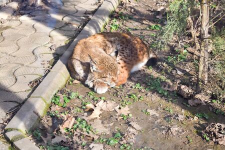 Lynx sleeping in his cave in zoo.の写真素材
