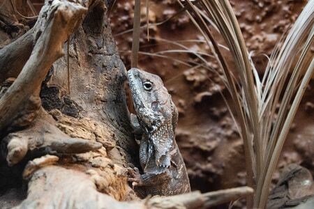 The oriental garden lizard, eastern garden lizard, bloodsucker or changeable lizardの写真素材
