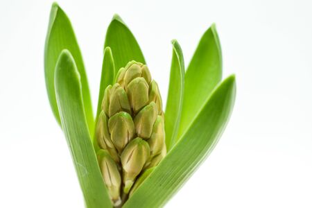 Growing hyacinth flower bulb in pot isolated on white backgroundの写真素材