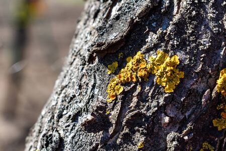 Xanthoria parietina macro. Yellow lichen on the bark of a tree- selective focus. common orange lichen, maritime sunburst lichen and shore lichenの写真素材