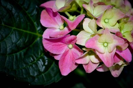 Beautiful tender pink hydrangea macrophylla flower bloomed in the spring garden. background with Blooming hydrangea detailed with green leaves.の写真素材