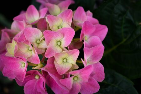 Beautiful tender pink hydrangea macrophylla flower bloomed in the spring garden. background with Blooming hydrangea detailed with green leaves.の写真素材