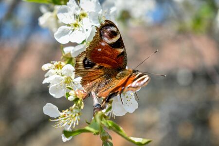 Spring background with butterfly and bees on a cherry blossom branch.blurred background.の写真素材