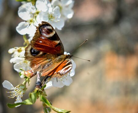 Spring background with butterfly and bees on a cherry blossom branch.blurred background.の写真素材