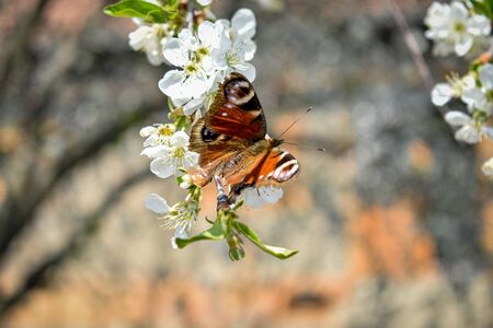Spring background with butterfly and bees on a cherry blossom branch.blurred background.の写真素材