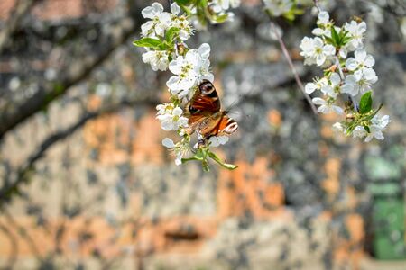 Spring background with butterfly and bees on a cherry blossom branch.blurred background.の写真素材