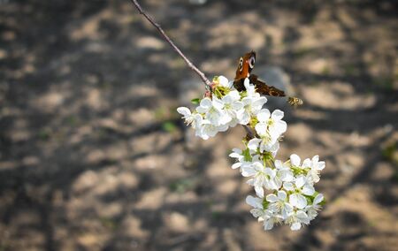 Spring background with butterfly and bees on a cherry blossom branch.blurred background.の写真素材