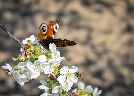 Spring background with butterfly and bees on a cherry blossom branch.blurred background.の写真素材