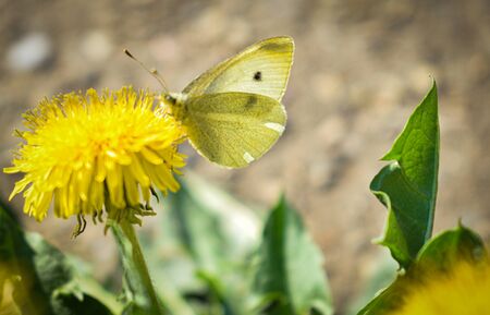 Selective focus on butterfly, white butterflies on dandelion flower in meadowの写真素材
