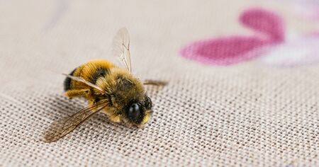 selective focus on bee on the tableの写真素材