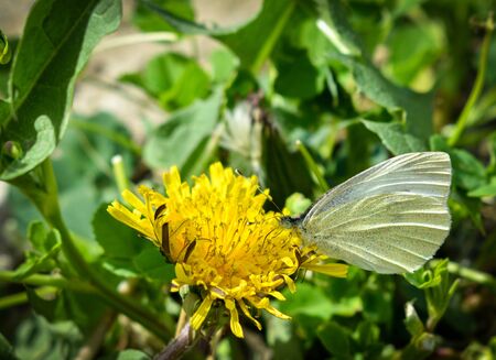 Selective focus on butterfly, white butterflies on dandelion flower in meadowの写真素材