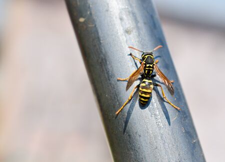 close up of European hornet (Vespa crabo, Family Vespidae)の写真素材
