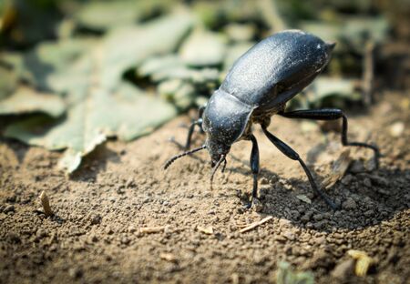 close up of a big black bug on groundの写真素材