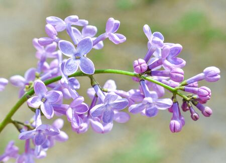 Lilac blossom in spring scene. Spring blooming lilac flowers. Lilac flowersの写真素材