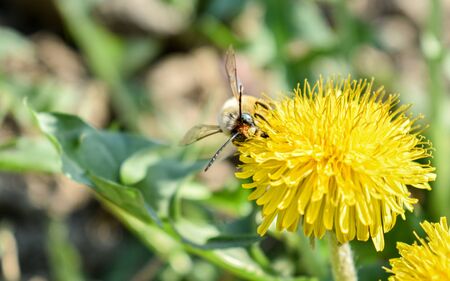 bee collects nectar on a dandelion, yellow dandelion, flower, green grass, yellow pollenの写真素材