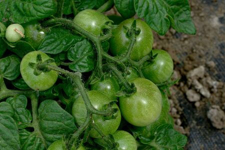 Unripe cherry tomatoes in a greenhouse in the countrysideの写真素材