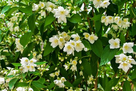 close up of jasmine flowers in a garden, branch with white flowersの写真素材