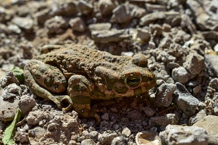 The common frog (Rana temporaria), also known as the European common frog, European common brown frog, or European grass frog sitting on a stone.の写真素材