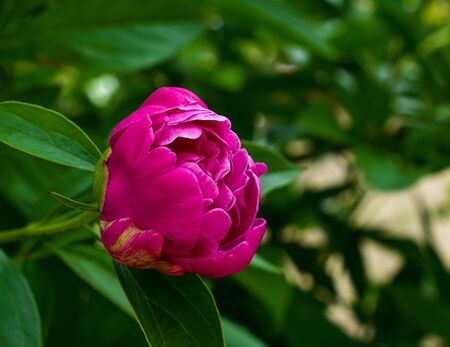 violet pink peony on green backgroundの写真素材