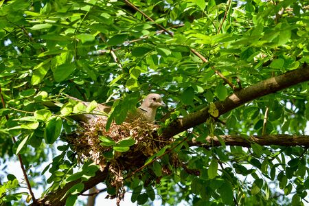 pigeon sitting on eggs in his nest from treeの写真素材