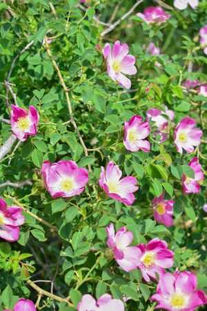 Green bush of wild rose hips with many flowersの写真素材