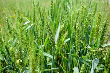 Macro wheat, barley. Beautiful green wheat ear growing in agricultural field, rural landscape. Green unripe cereals. The concept of agriculture, healthy eating, organic food. Close-up spike letの写真素材