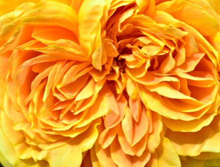 yellow background made of the blooming flower of a yellow garden roseの写真素材