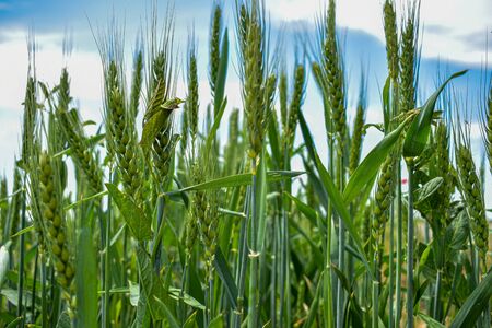 Macro wheat, barley. Beautiful green wheat ear growing in agricultural field, rural landscape. Green unripe cereals. The concept of agriculture, healthy eating, organic food. Close-up spike letの写真素材