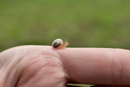 tiny little snail crawling on a fingerの写真素材