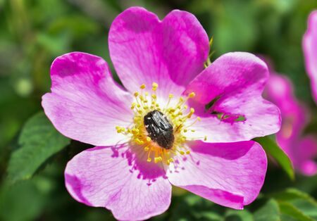 Flowers of dog-rose (rosehip) growing in nature with an insect in the middleの写真素材