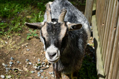 Goat. Portrait of a goat on a farm in the village. Beautiful goat posing.の写真素材