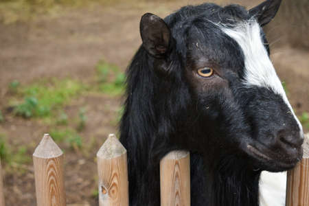Goat. Portrait of a goat on a farm in the village. Beautiful goat posing.