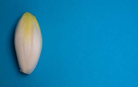 Chicory, endive, succory. Witlof vegetable. Fresh chicory on a blue background.