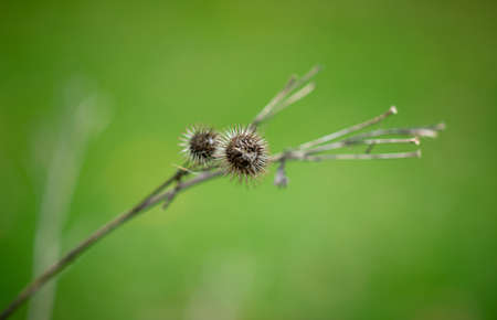 Old dry burdock on a green background in the autumn parkの写真素材