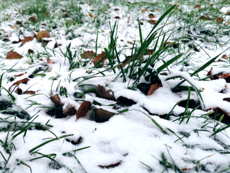 First snow on autumn leaves and green grass on a winter morningの写真素材