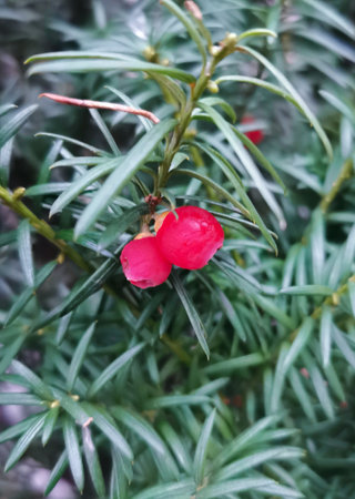 Two Red Yew Berries - Taxus baccata. Green branches of yew tree with red berries. Closeup of Taxus...
