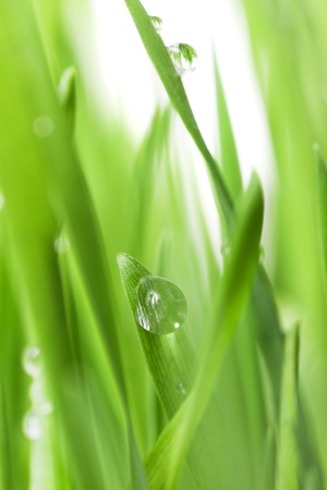 Grass with water dropsの写真素材