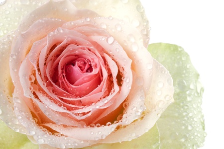 Pink rose close-upの写真素材